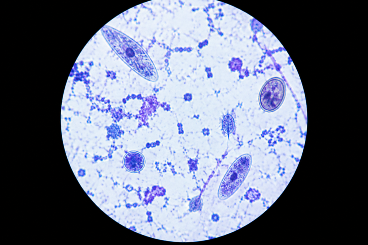 Microscope view of waterborne bacteria and protozoa in drinking water