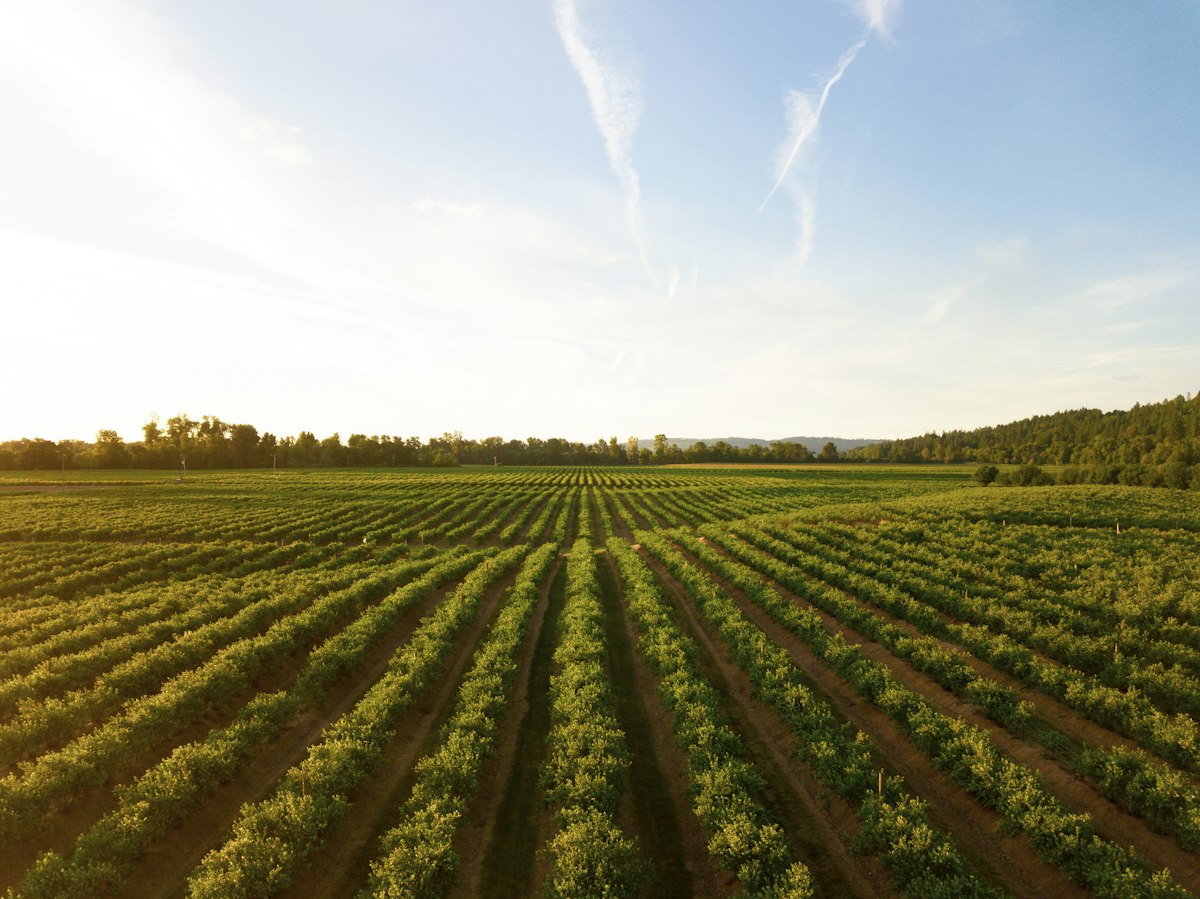 Fertilized agricultural field draining toward a waterway after rain