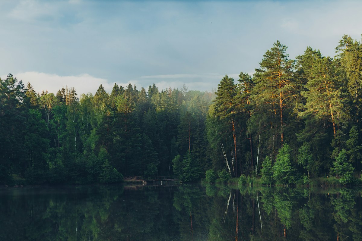 a body of water surrounded by a forest