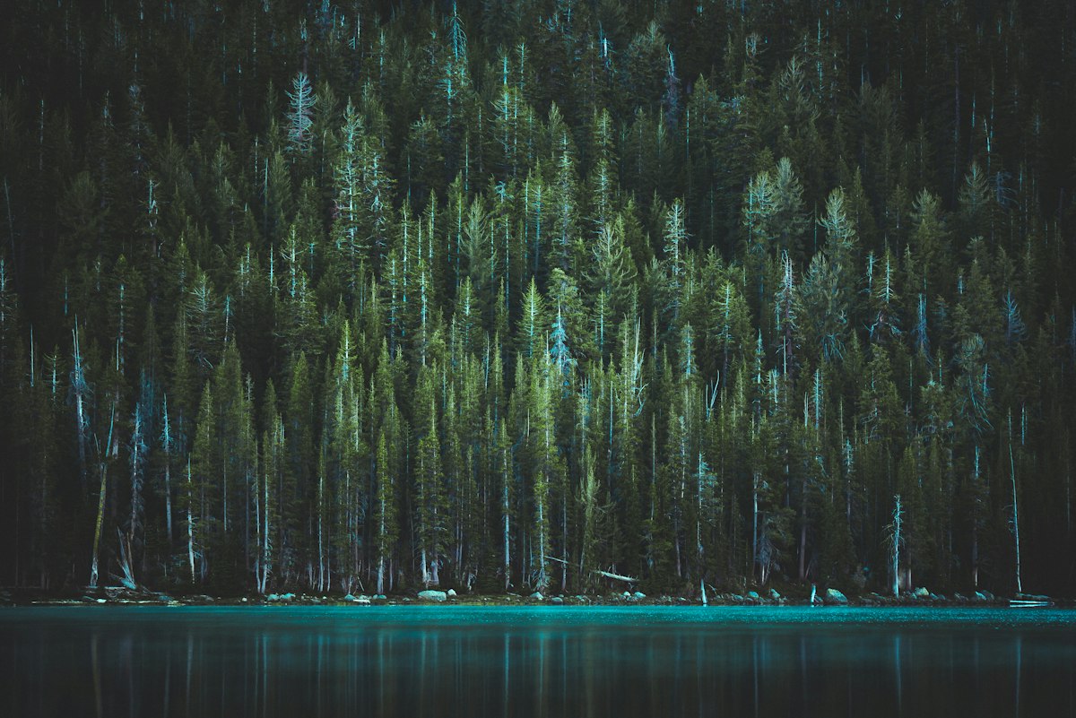green pine trees near body of water